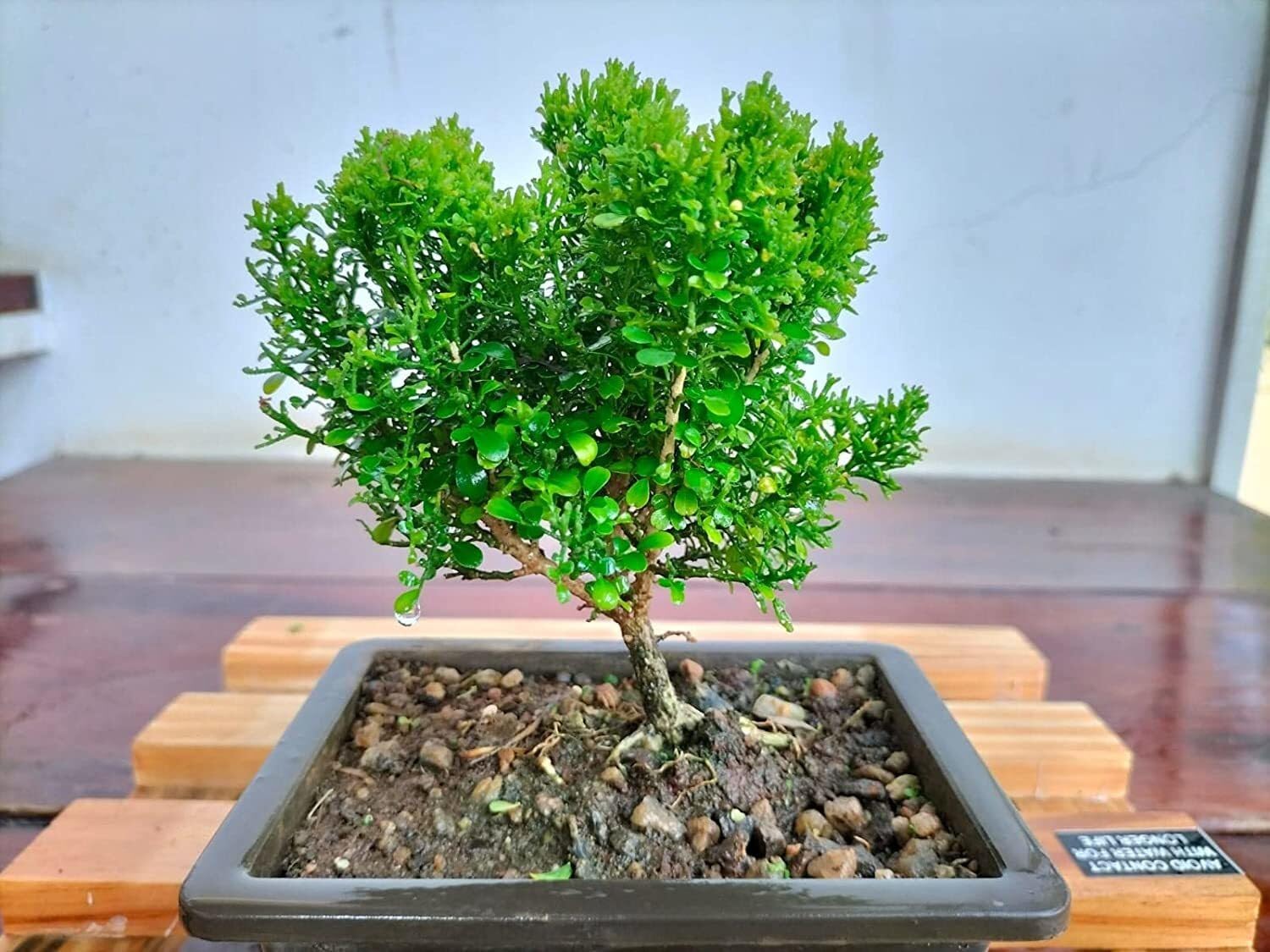 Platone Madhu Kamini Plant Madhukamini Mini Rare Bonsai Plants | Indoor Real Bonsai Live Plants (B0DBV1D5PM) Amazon Price History, Amazon Price Tracker