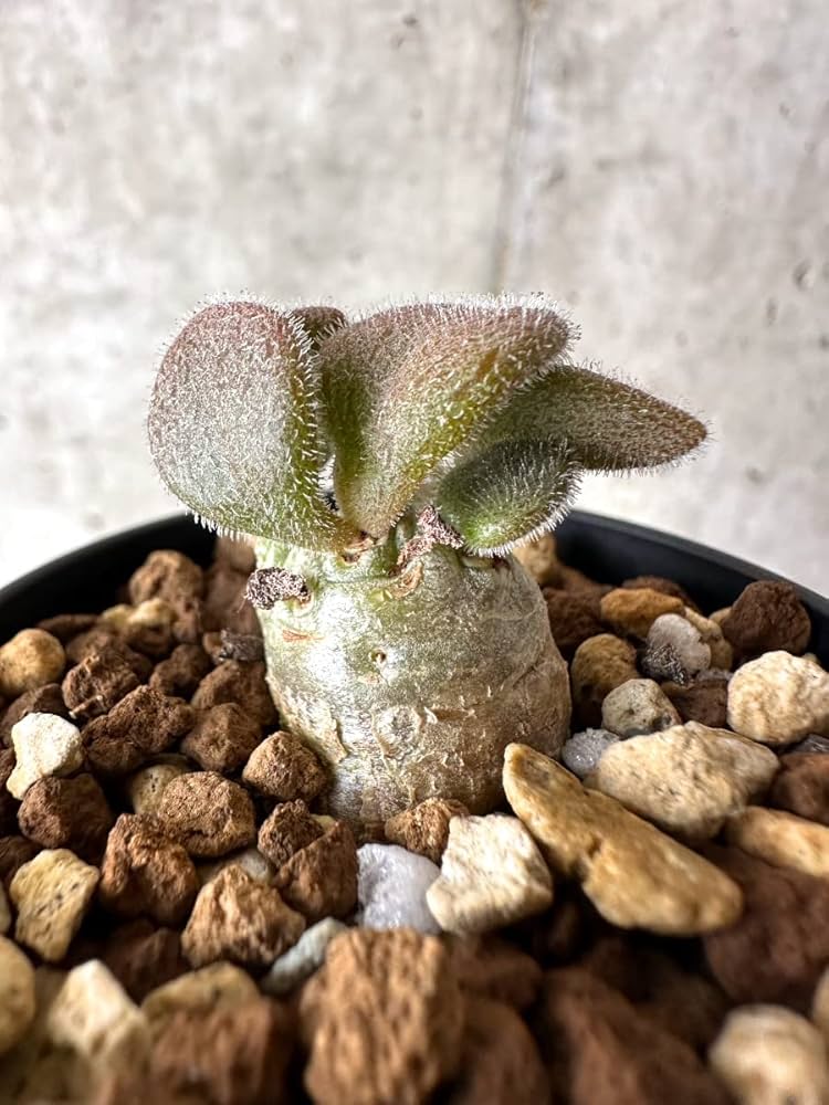 Amazon｜【現品限り】チレコドン・ノルティ【G17】 Tylecodon nolteei