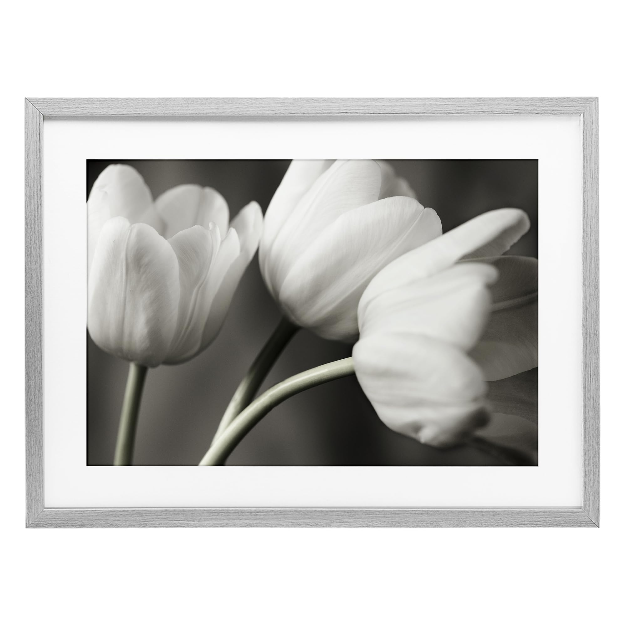Stupell Industries 'Row Of Monochrome Tulips', Framed Print Under Glass, Gray, 20 x 14 Inches, Easy to Hang and Sturdy, Made in USA, by Tom Quartermaine