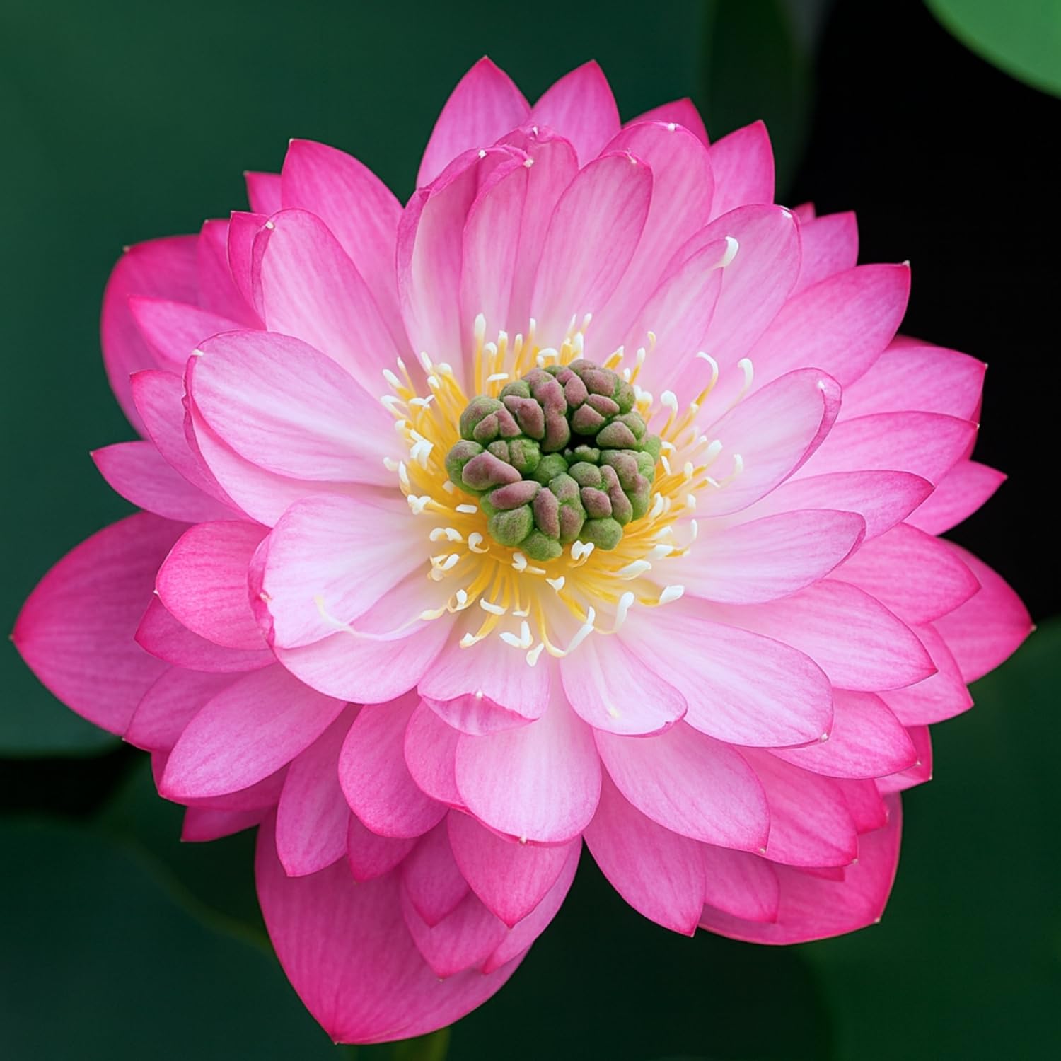 Lotus live plant | Rare plant | Original color guarantee plant | Indoor & Outdoor Live plant (Code 35)-image-15