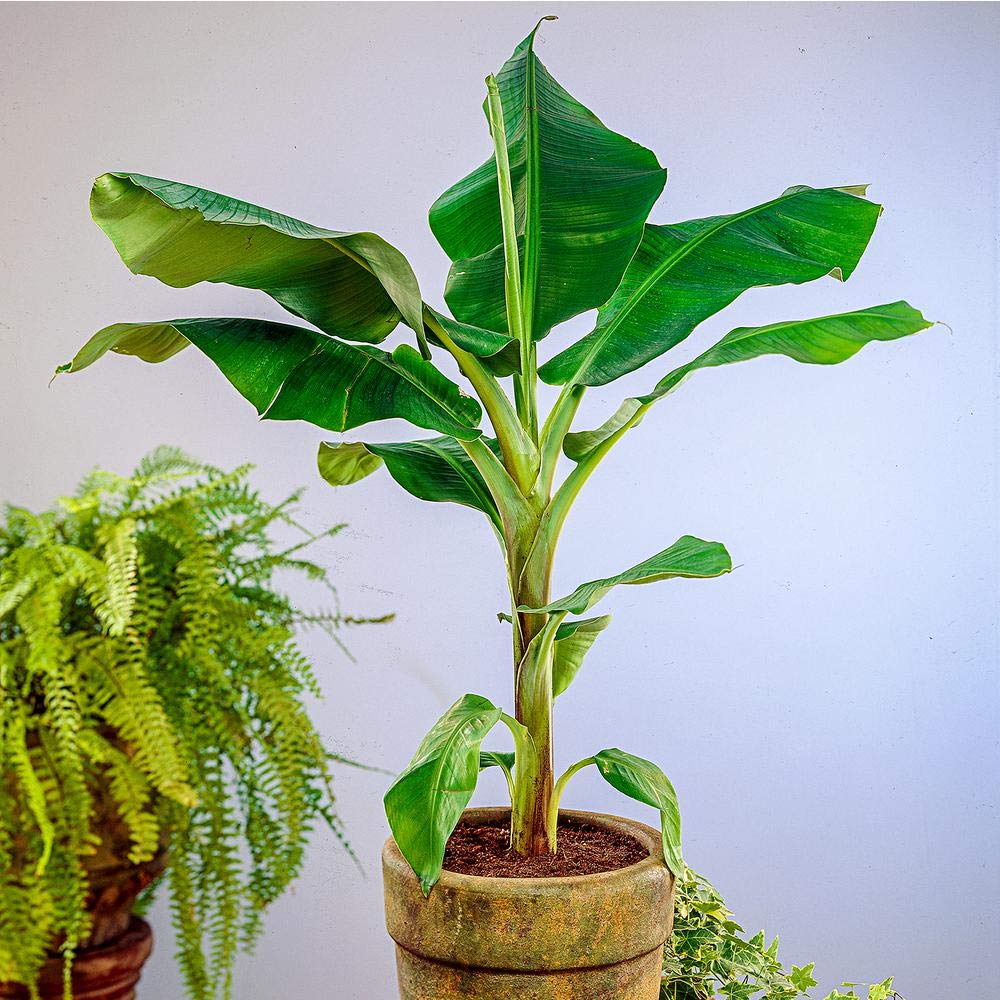 See full amazon price history chart for Mphmi Live Plant Nursery NCR Plant Red Banana plant Red Chakrakeli - Fruit Plants & Tree Plants Mphmi Live Plant Nursery NCR Plant Red Banana plant Red Chakrakeli - Fruit Plants & Tree Plants (B0C4H5L96H) Amazon Price History, Amazon Price Tracker