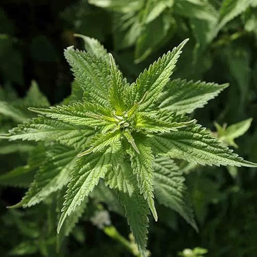 Miniatura 2 de 2000 STINGING Semillas de ortiga Urtica Dioica Hierba Perenne Medicinal Ciervos Resistente