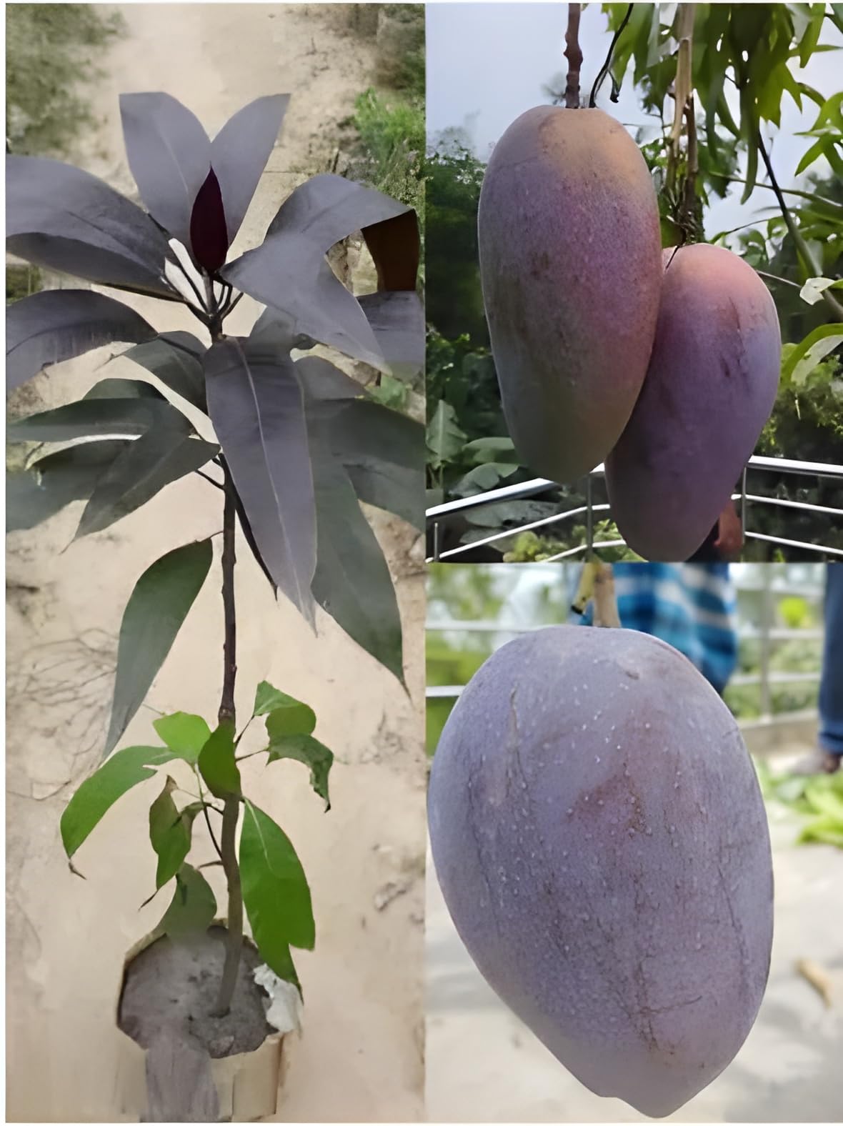 Oxiflora King Of Mango Indonesia Black Stone Mango Grafted Live Plant Variety (Height 2-2.5 Feet) Hybrid (Fruit After 1.5-2 Years) Live Plants & Tree In Nursery Grow Bag" (B0CQK51YX7) Amazon Price History, Amazon Price Tracker