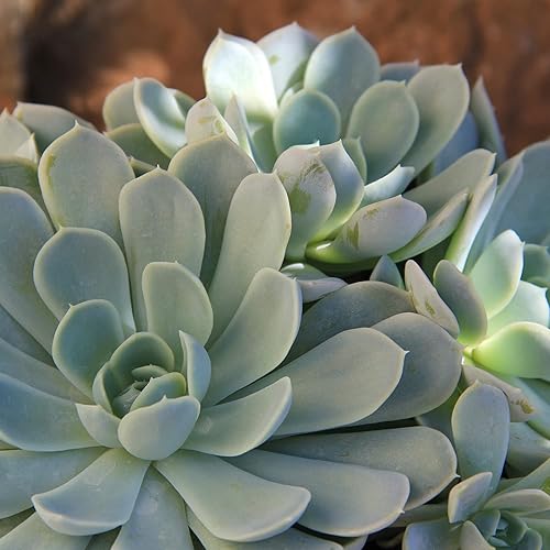 Miniatura 4 de Altman Plants, Arctic Ice Echeveria Plantas suculentas vivas con maceta, plantas de interior vivas en maceta, plantas de interior vivas plantas de