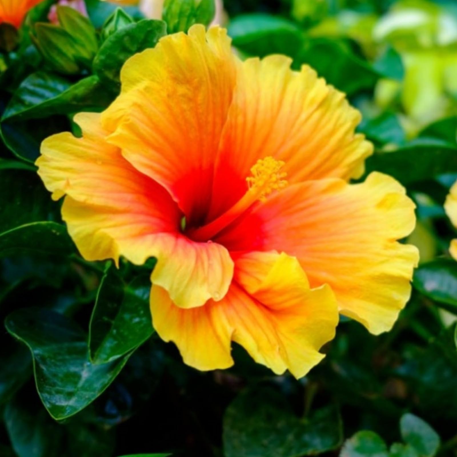 Hardy Hibiscus Bulbs are Easy to Plant-Easy to Root and Grow-Flowering Bulbs-Great for Outdoor Display-5 Bulbs-d