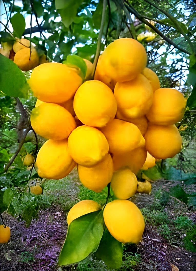Hidden Enterprise Special Dwarf 1Healthy Live Bonsai Lemon sweet &Testy Fruit Tree plantll For wonderful Home Garden Fruit Outdoor & Indoor plant.Pack 01. (B0D3PW9FJV) Amazon Price History, Amazon Price Tracker