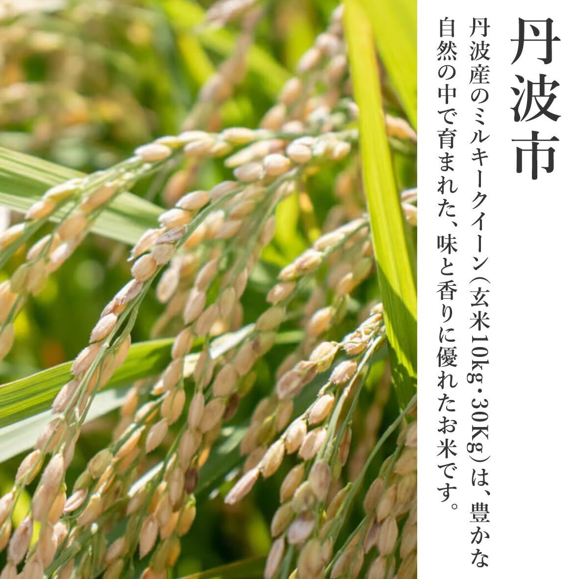 Amazon.co.jp: 令和7年度産 兵庫県産 ミルキークイーン 玄米 30kg