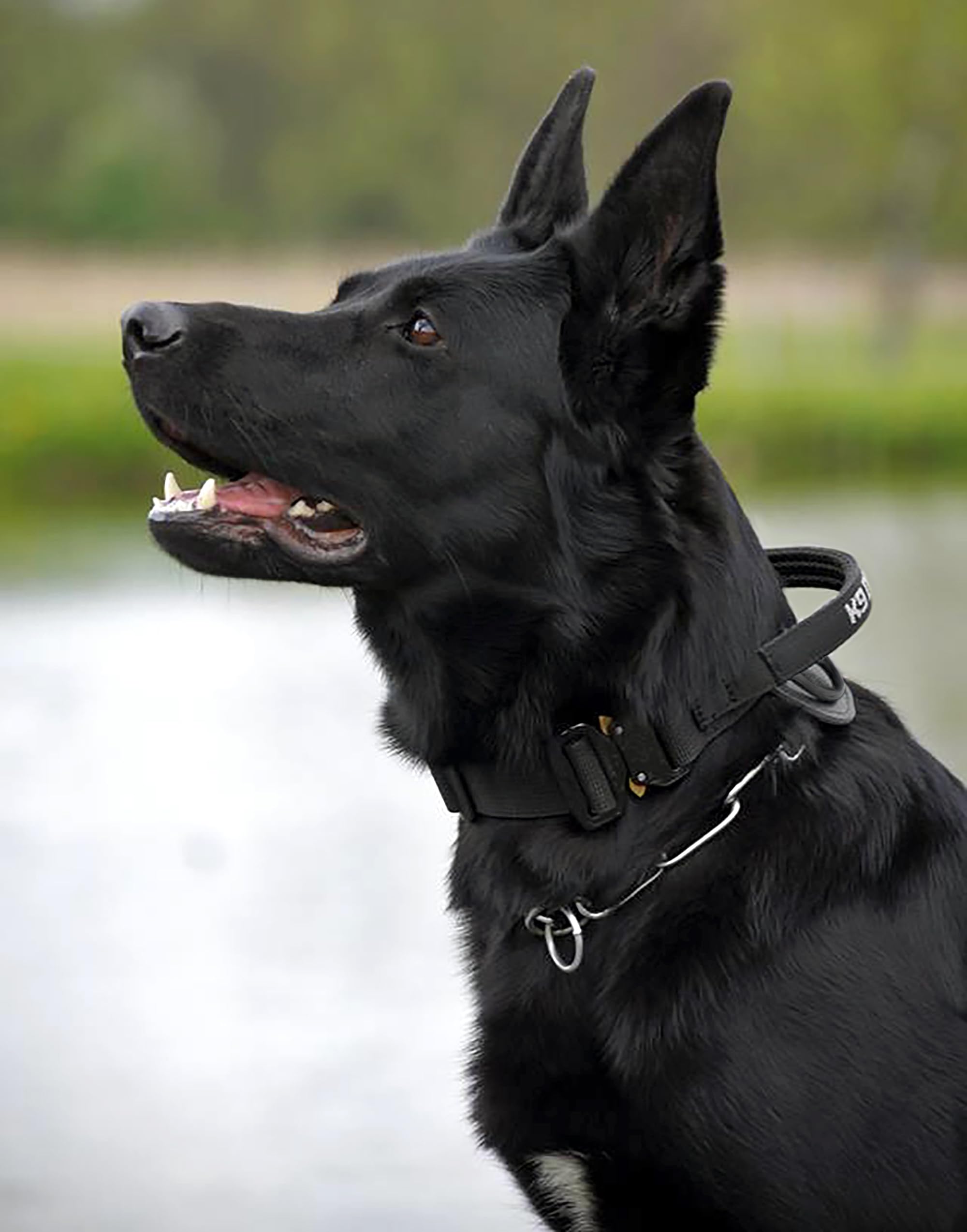 DINGO GEAR Obroża dla psa Cobra z profesjonalną klamrą bezpieczeństwa, mocnym uchwytem i etykietą mocowana za pomocą zapięcia na rzepy, do treningu obronnego, zadań specjalnych, obwód szyi 49-59 cm
