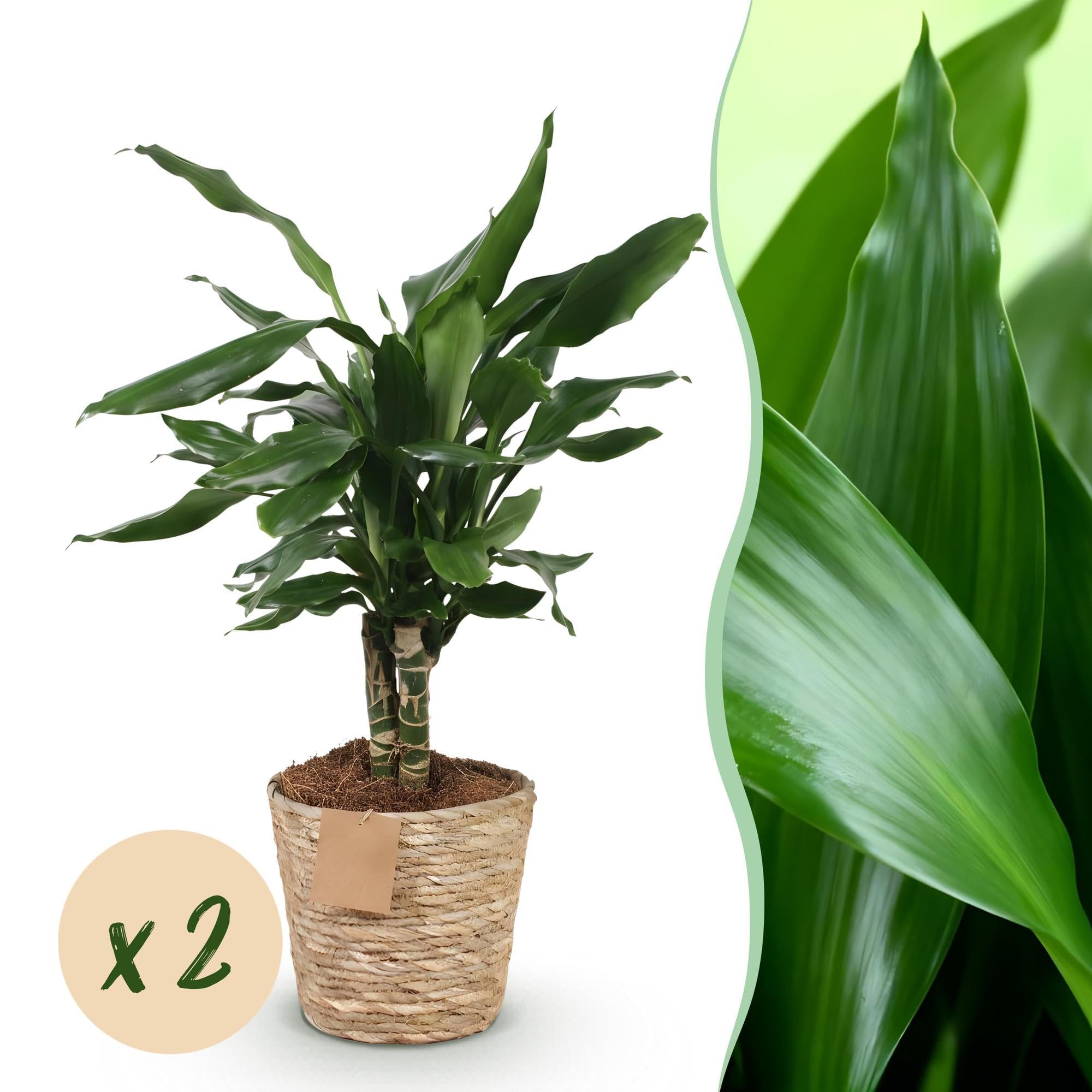 Green boutiQ - Plantes d'intérieur - Dracaena fragrans Steudneri - Arbre de dragon - Peu d'entretien - avec panier - Vert - 2 Plantes - Pot 17cm - Hauteur 50-55cm