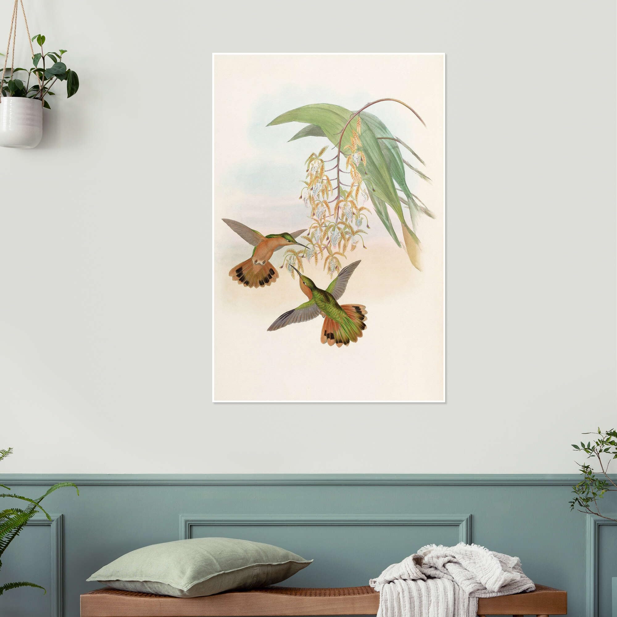 Campylopterus Rufus Plakat