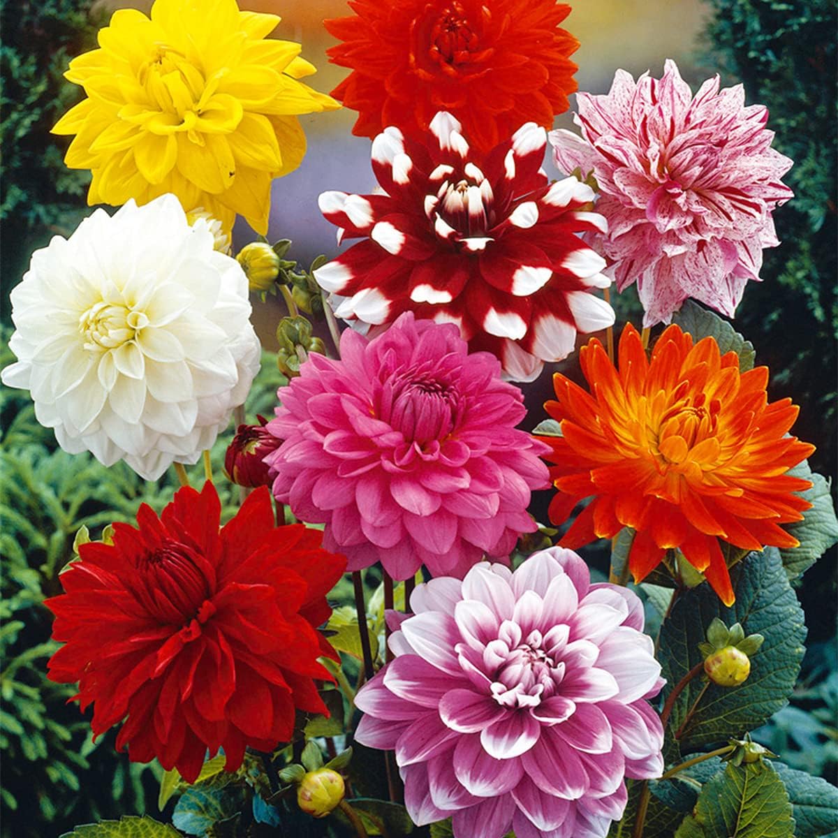 Van Zyverden Dahlias Decorative Mixed Flower Bulbs - Pros & 2 Van Zyverden Dahlias Decorative Mixed Flower Bulbs