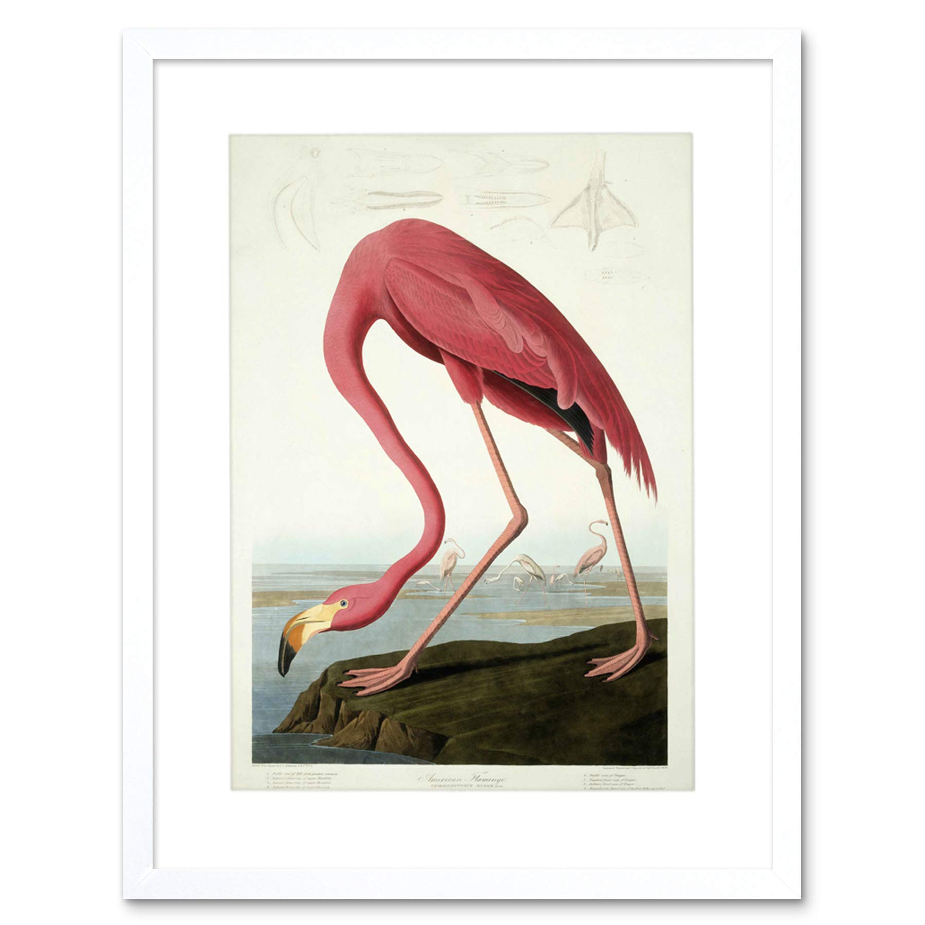 Wee Blue Coo Painting Nature Audubon American Flamingo Picture Framed Wall Art Print