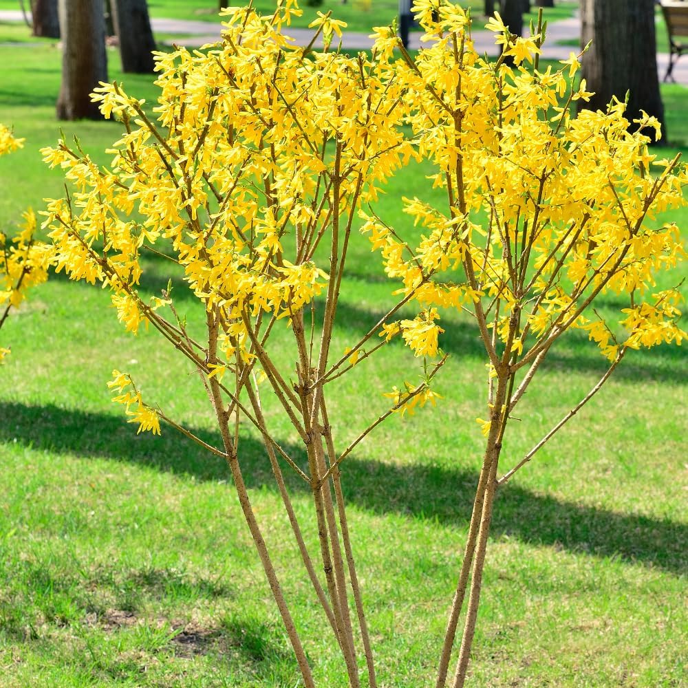 4 Yellow Forsythia Bareroots 6-12 Inches, Bright Yellow Spring Blooms, Hardy Shrub for Gardens and Hedges