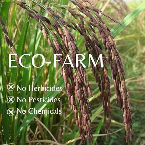 Miniatura 2 de Arroz de arroz orgánico 100% certificado por USDA, 2 libras, arroz jazmín negro tailandés morado, frescura premium, cosecha de lote pequeño