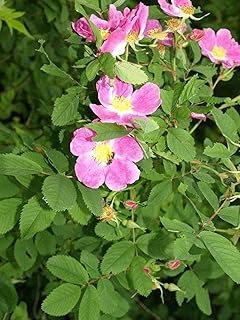 50 Seeds Rosa Blanda Early Wild Rose Seeds Non-Hybrid, Open-Pollinated, Suited for Canadian Climate