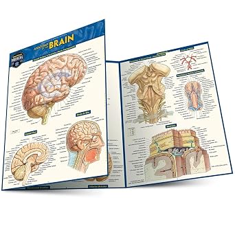 Brain QuickStudy Laminated Reference Guide Quick Study Academic