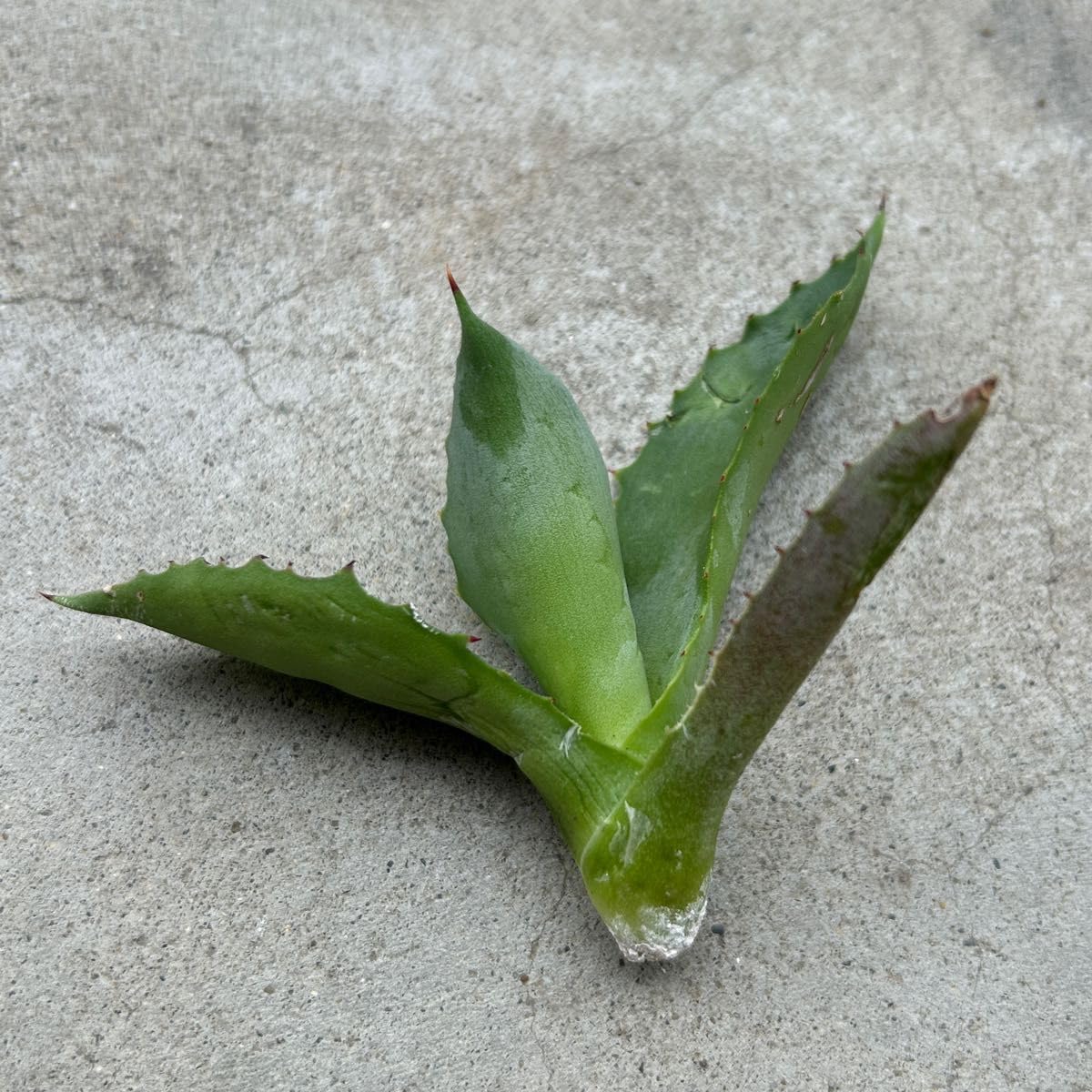 Amazon.co.jp: アガベ ハイブリッド krist pot agave hidden agave