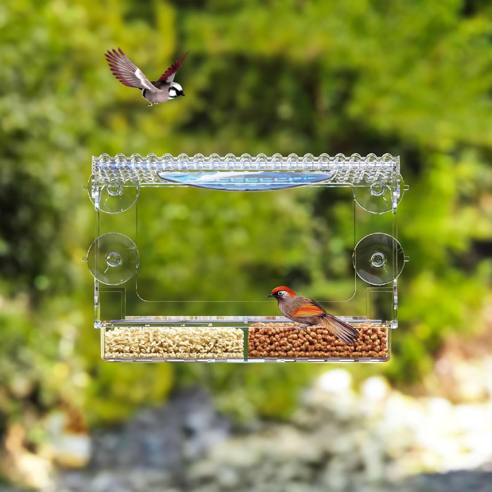 Mangiatoia per Uccelli da Finestra per Esterni, mangiatoia con Ventose, casetta di plastica Trasparente con Ventose ad Alta Resistenza, Ideale per Esterni e Giardini,A