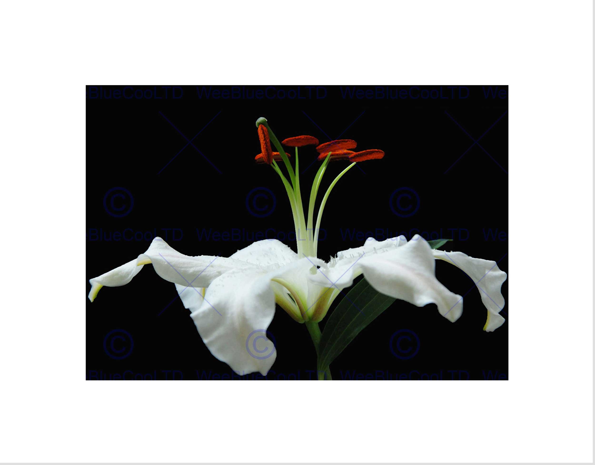 Wee Blue Coo White Flower Petals Bloom Art Picture Wall Art Print