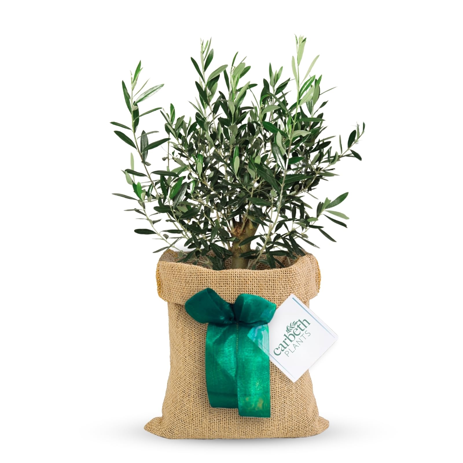 Carbeth Plants - Olive Bush 'Olea europaea' Hessian Gift Wrap in 14cm Pot