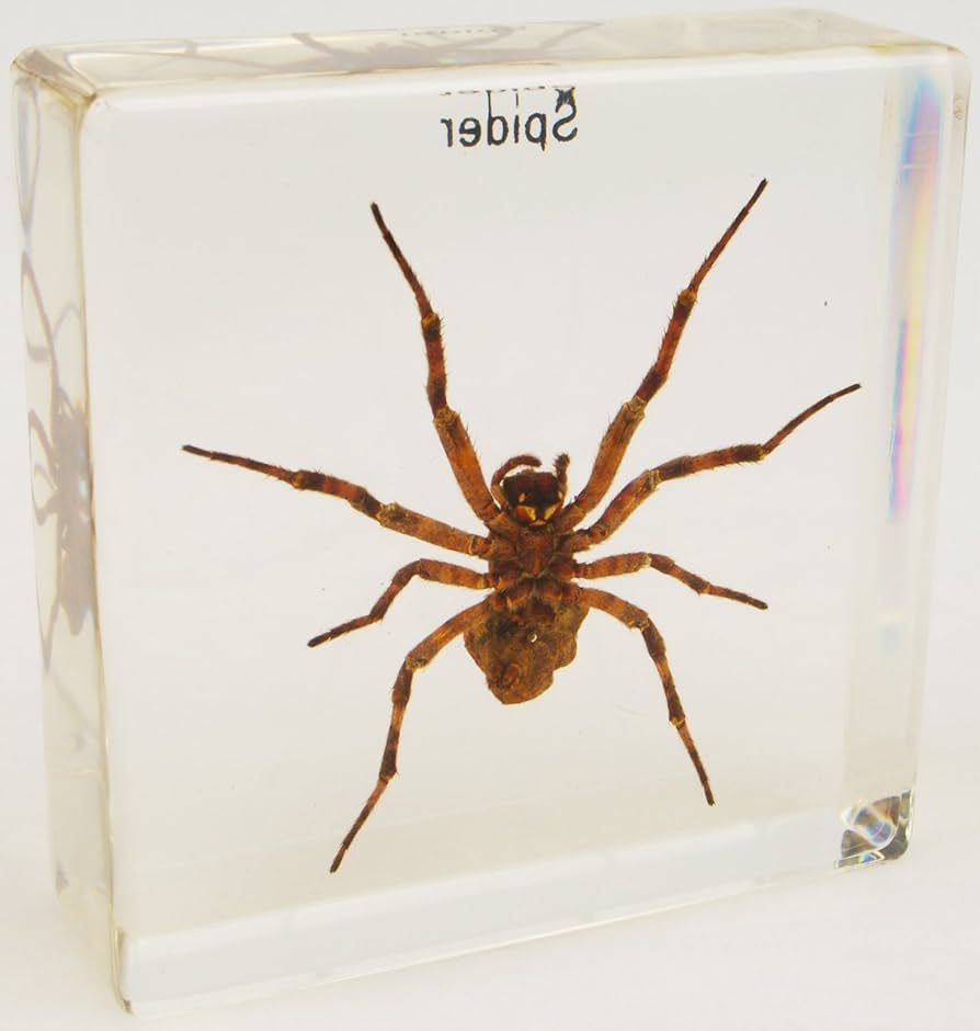 蜘蛛　樹脂標本　セット　スパイダー　箱付き 蜘蛛樹脂標本セットスパイダー箱付き