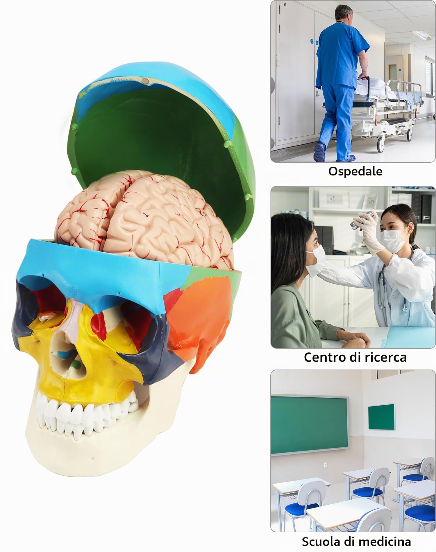 QWORK® 1:1 grandezza naturale Modello cranio anatomico in 3 parti e Modello cervello in 8 parti con numeri