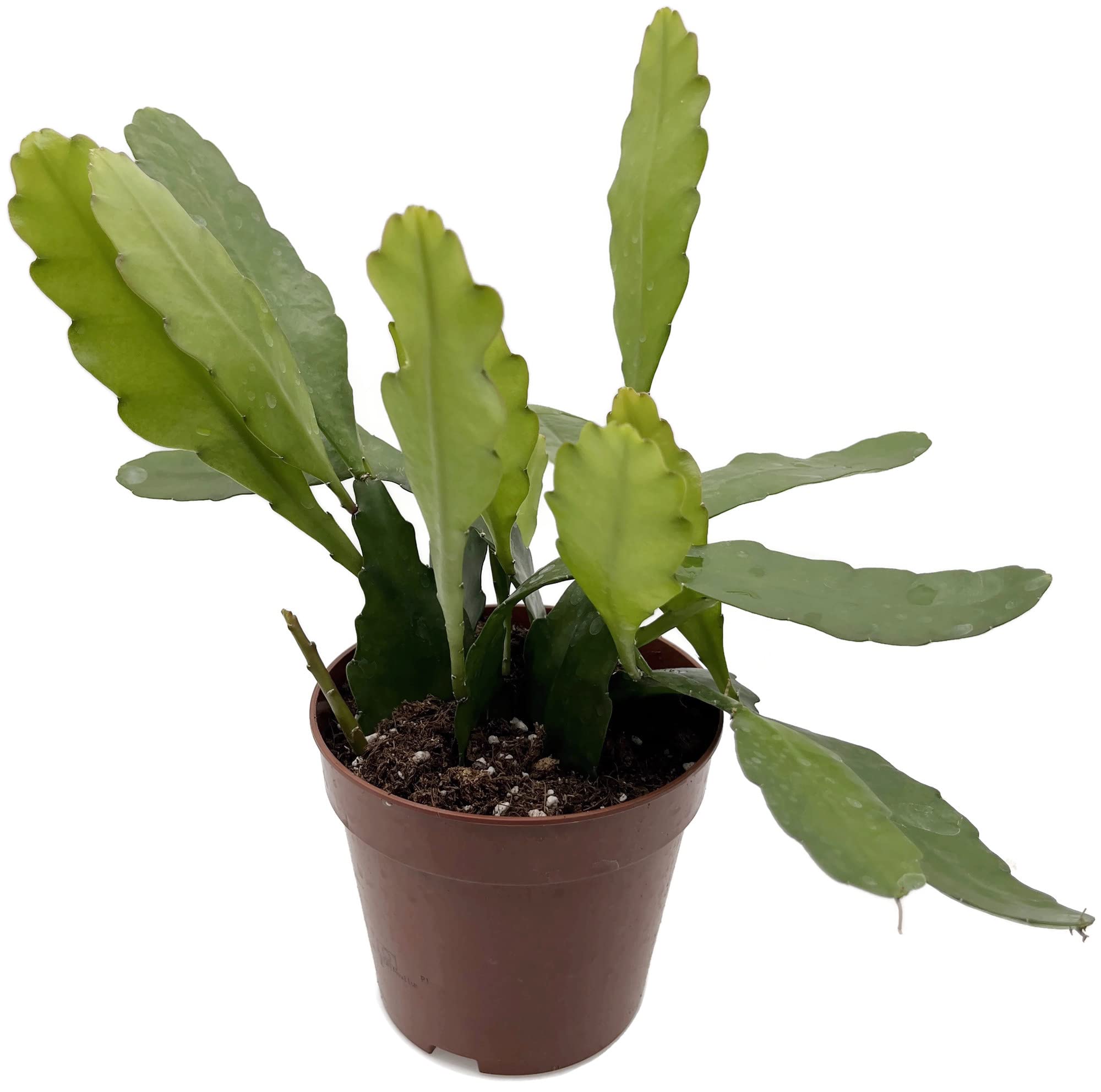 Fangblatt - Epiphyllum 'Frhlingsgold' - Blattkaktus Bltenfarbe gelb - im   12 cm Topf - auergewhnlicher Kaktus : Amazon.de: Garten