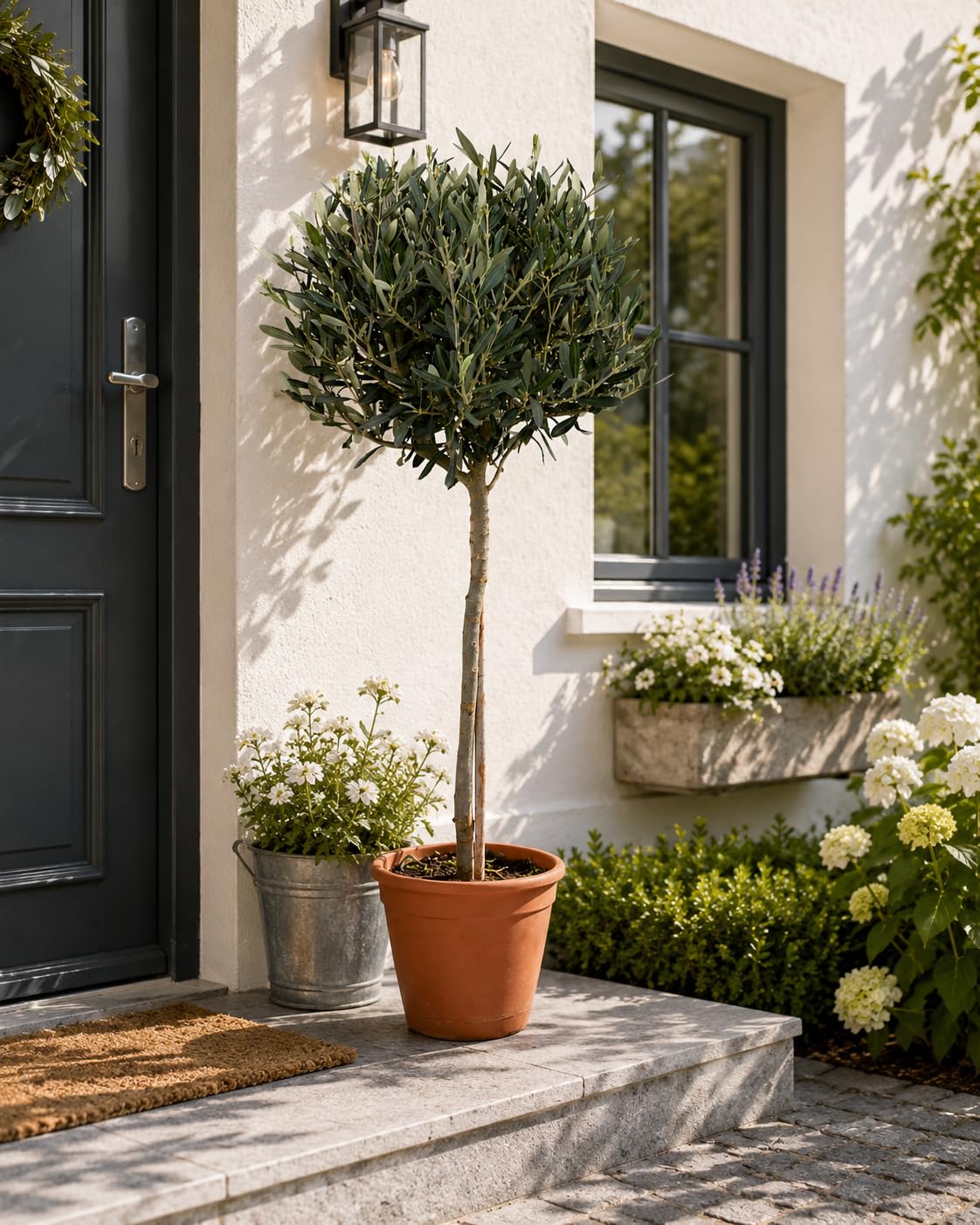 Olivenbaum-Stämmchen 100-120 cm – Mediterraner Olivenbaum für Garten, Balkon & Terrasse – Winterhart, Immergrün & Pflegeleicht