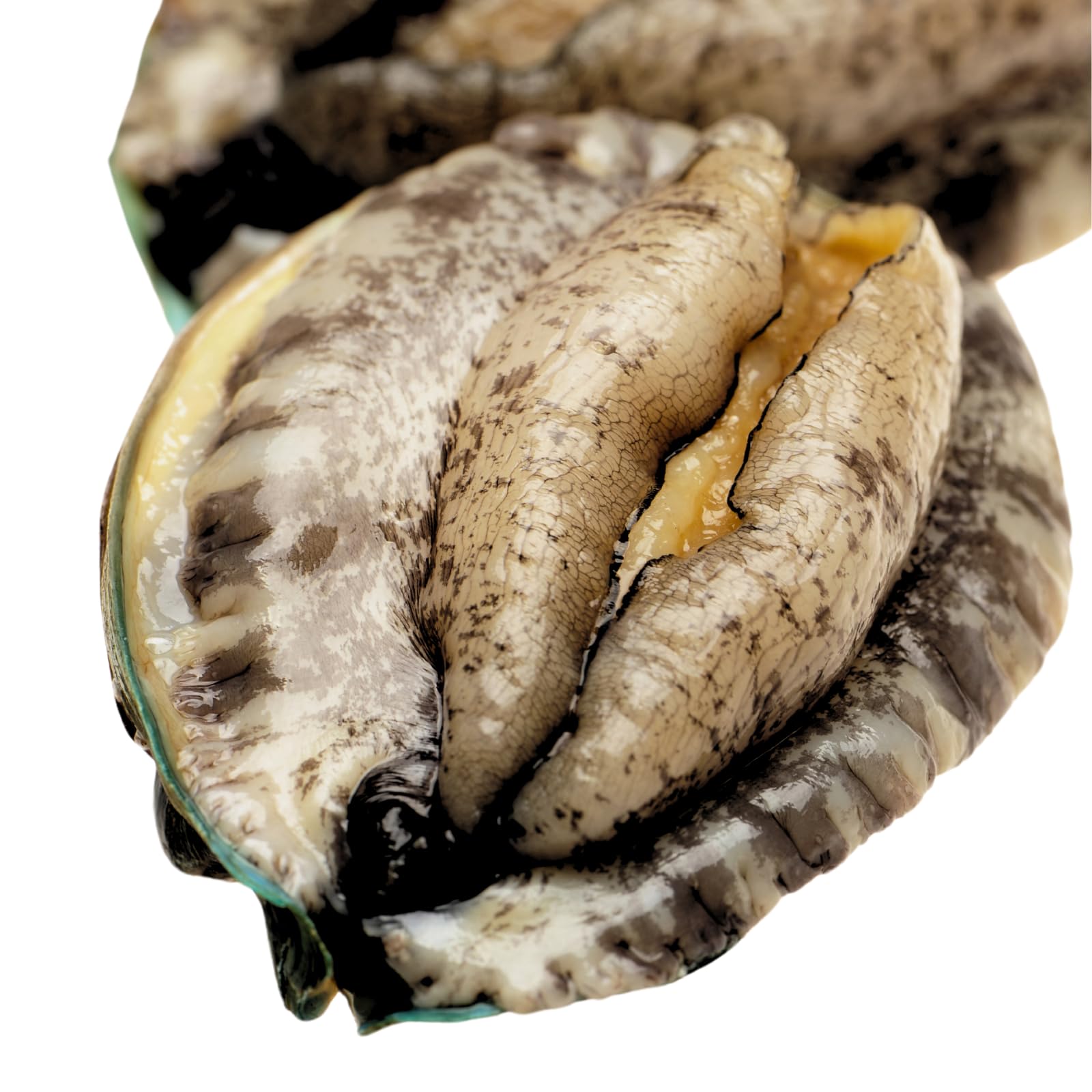 Amazon.co.jp: 生きたまま直送 活あわび 殻付 Lサイズ・500g (90-100g