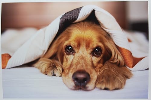 Miniatura 7 de PPD Papel fotográfico brillante para impresora de inyección de tinta, hojas imprimibles de alta calidad de 11 x 17 pulgadas para imágenes