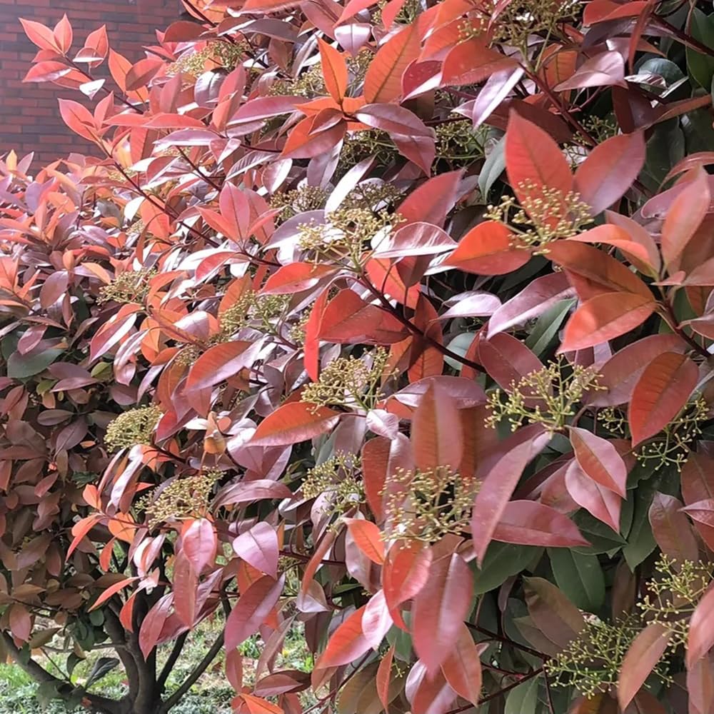 800 pcs glanzmispel red robin samen-heckenpflanzen winterharte pflanzen fr  garten bumchen fr garten bonsai samen kbelpflanzen winterhart immergrne  strucher winterhart pflanztpfe : Amazon.de: Garten