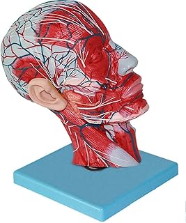 Study Model Educational Model Human Anatomy Brain Model Vascular Nerve Head Anatomical Model Median Sagittal Section Head Model School Medical Teaching Lab Equipment,Medical Models SaiFei