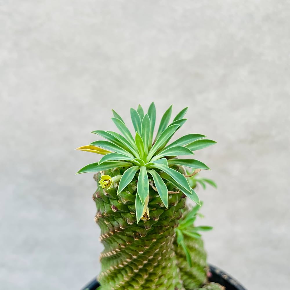 ソテツキリン特大 Amazon｜観葉植物 ユーフォルビア ソテツキリン 鉢植え