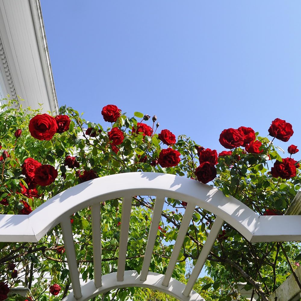 - Heirloom Climbing Roses, Live Own Root Plant for Outdoor Garden, Dublin Bay®, Lightly Fragrant, Hardiness Zones 5-10, Continual Blooming