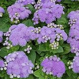 Park Seed Dwarf Aloha Blue Ageratum Seeds – Pack of 250 Seeds, Blue-Lavender Flowers, Low-Growing, Ideal for Edging, Borders, and Containers