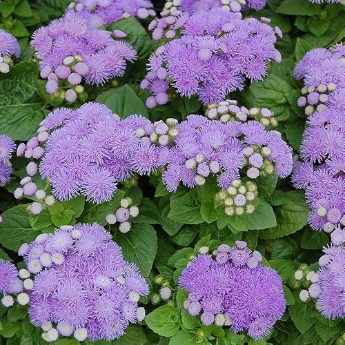 Park Seed Dwarf Aloha Blue Ageratum Seeds – Pack of 250 Seeds, Blue-Lavender Flowers, Low-Growing, Ideal for Edging, Borders, and Containers