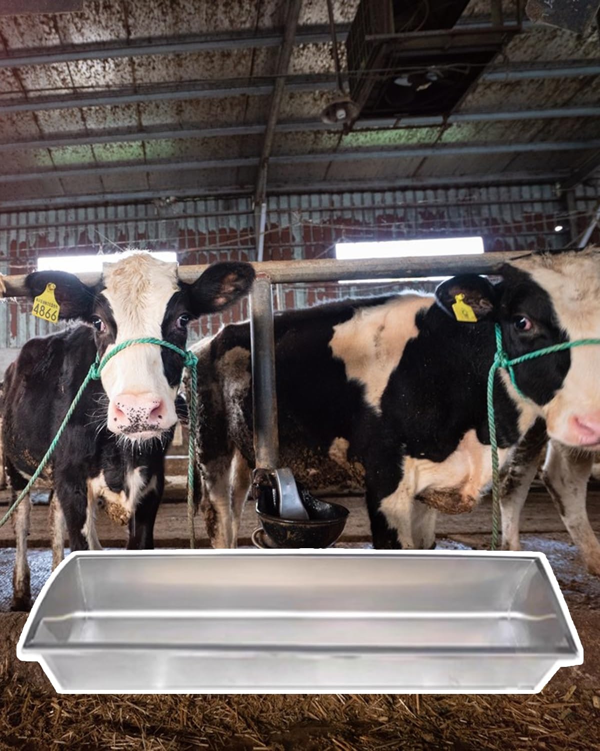 Mangiatoia di Grande capacità per Animali da Fattoria - Mangiatoia e abbeveratoio per bovini, suini, Ovini, caprini e pollame, 195 cm (77 Pollici) di Diametro (Senza Supporto)