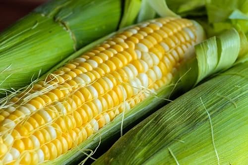 120 melocotones y crema híbridas de maíz dulce reliquia sin OMG 1 onza de supervivencia a granel de verduras de jardín