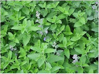 PREMIER SEEDS DIRECT - Catnip- Catmint - Nepeta CATARIA - 2 Gram ~ Approx 2660 Seeds