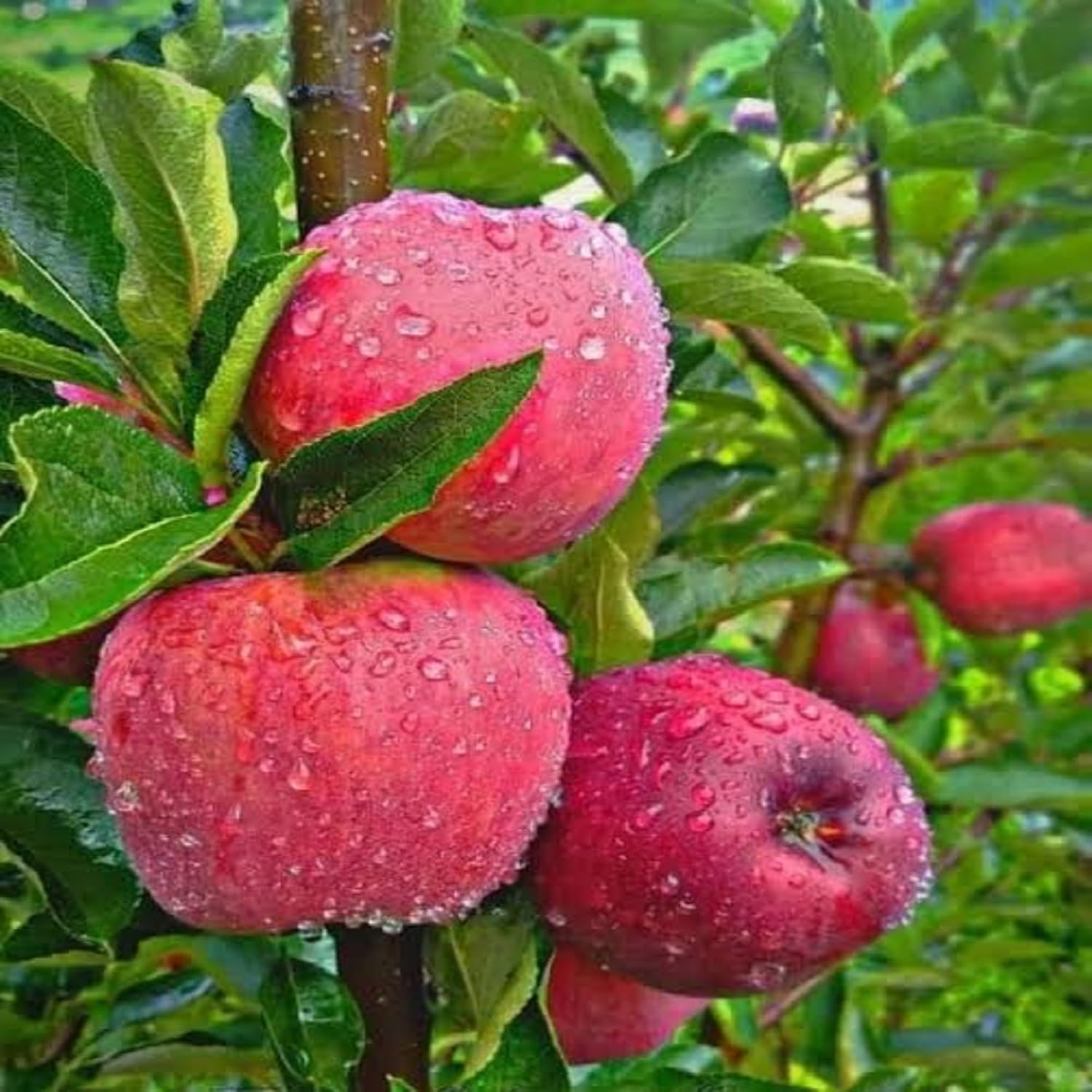Royal HRMN-99 APPLE Grafted Live Plant – [Original Low-Chill Variety] | Rare Hot Climate Tropical Apple, Heavy Yielding & High Sweetness | Elite Specimen for Terrace Pots (Pack of 1)-picture-10
