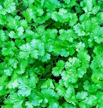 Organic Slow-Bolt Cilantro Seeds - Non-GMO Heirloom Herb For Garden (Coriandrum Sativum)