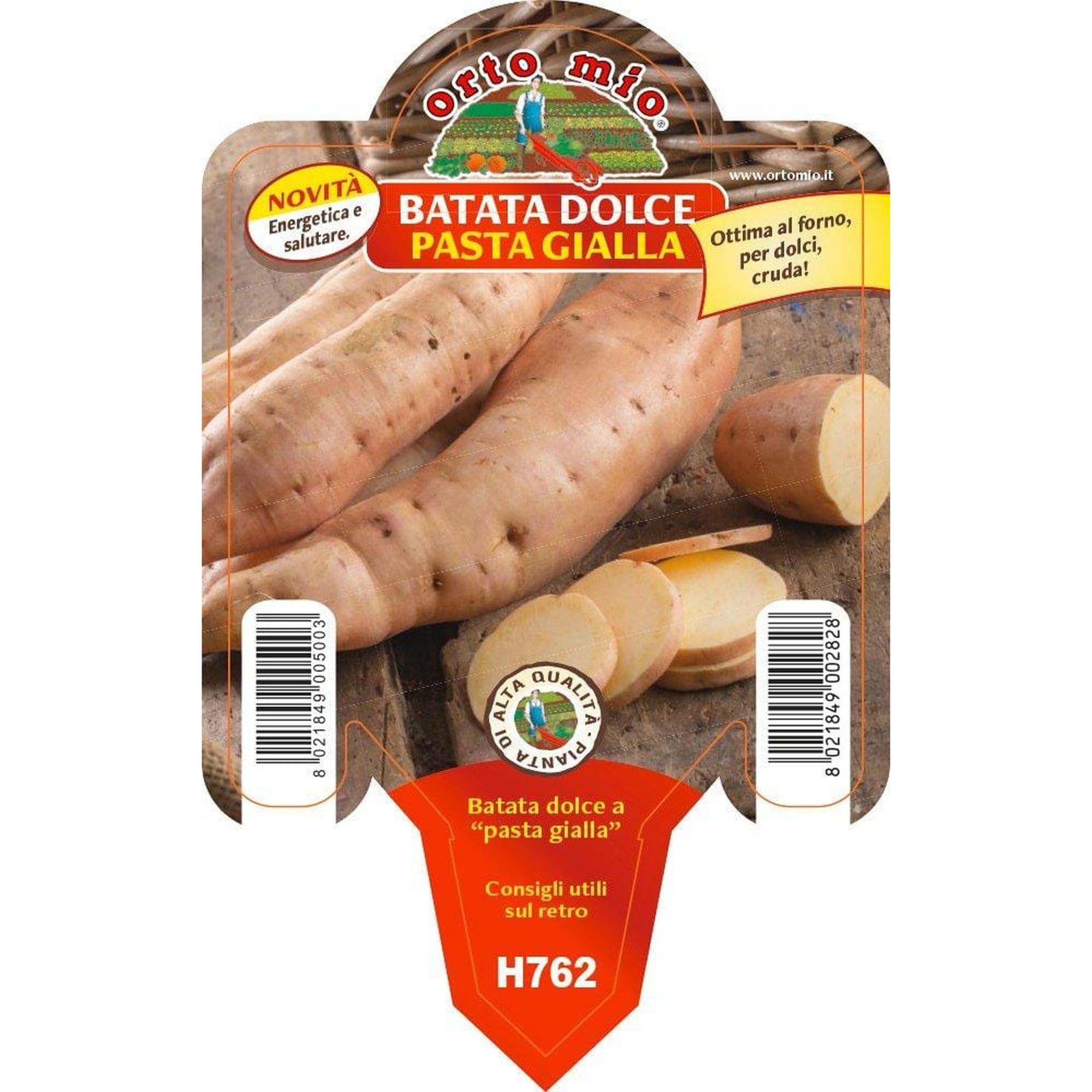 Vivai le Georgiche - Pianta vera di Batata dolce americana Gialla Patata - vaso Ø 10 cm