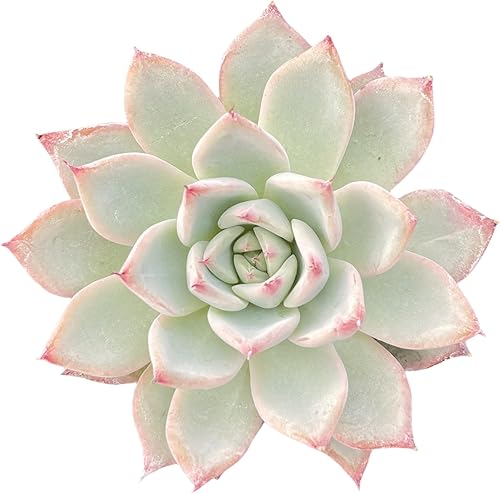Miniatura 3 de Sprout N Green Echeveria 'Aranjuez', 1 planta suculenta viva totalmente enraizada en maceta de 2 pulgadas, planta de interior y exterior, hogar,