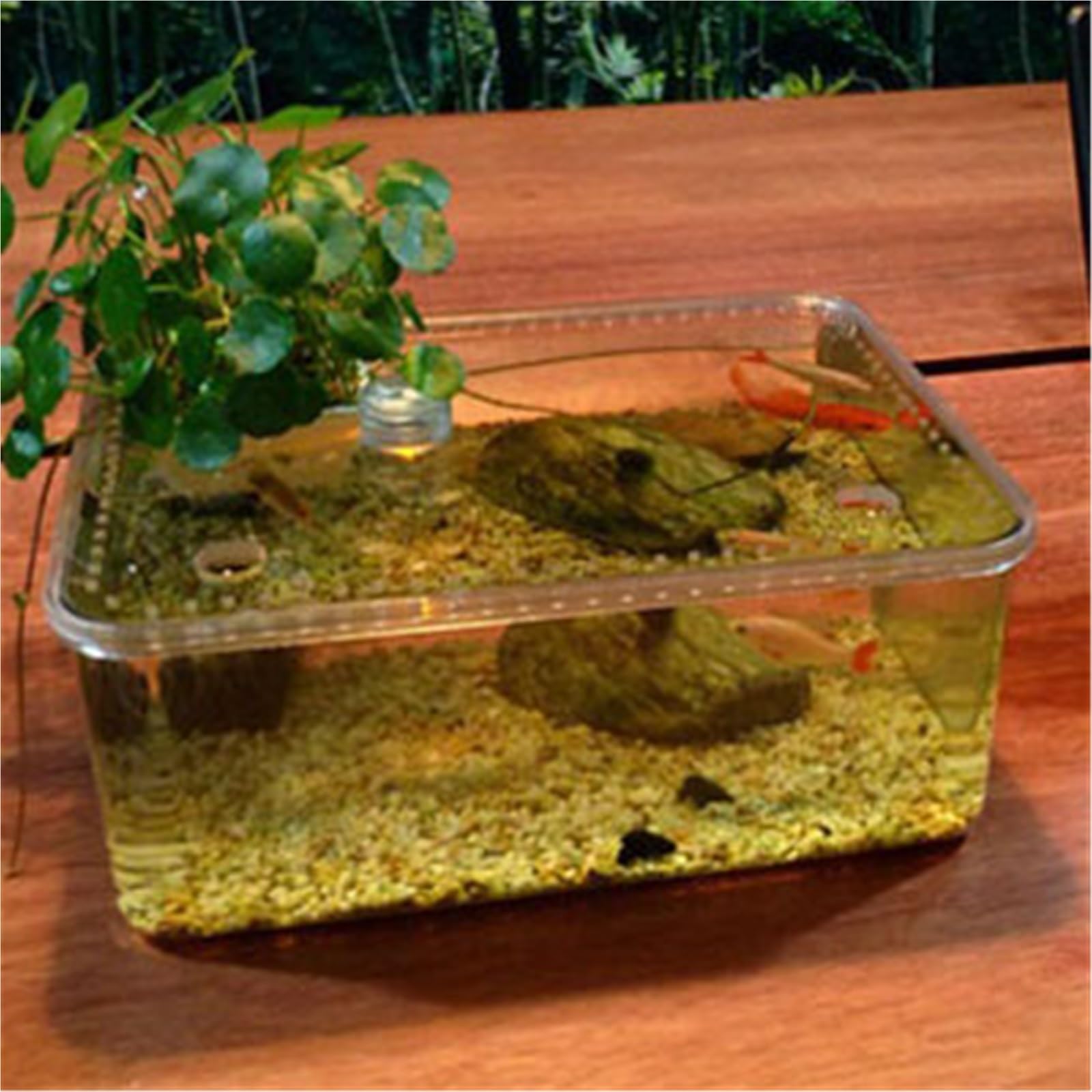 Acquario per tartarughe Acquario e terra for l'allevamento delle tartarughe con piattaforma for l'essiccazione al sole, piccolo desktop