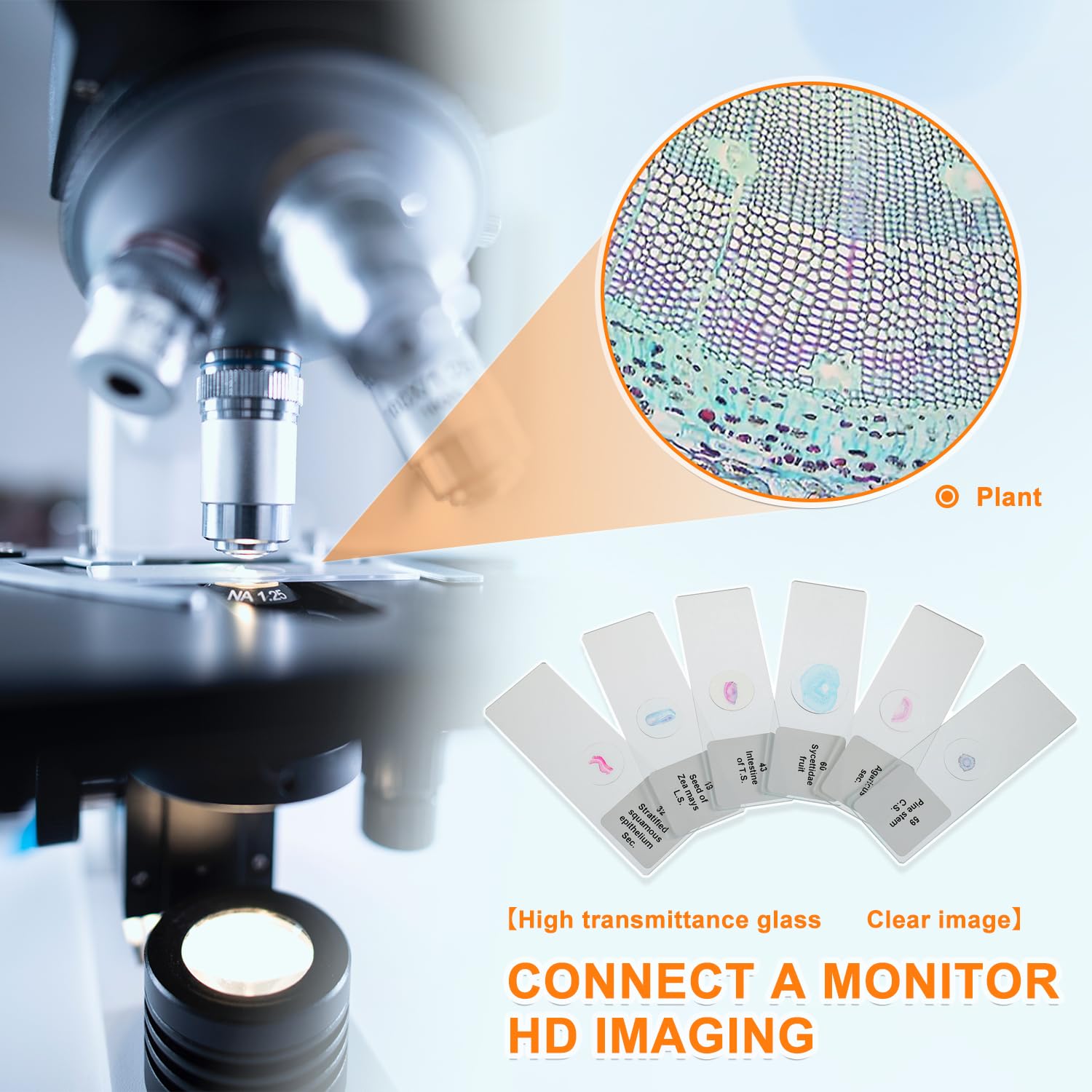 Lames Microscope pour Enfant 60 Pcs échantillons biologiques plantes insectes cellules humaines préparations permanentes