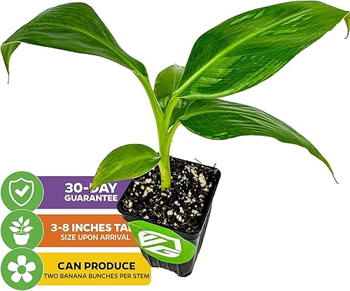 Miniatura 8 de Planta de plátano enano Kokopo - Musa acuminata por Wellspring Gardens - Fructificación rápida, sabor exquisito, pulpa teñida de naranja, recipiente