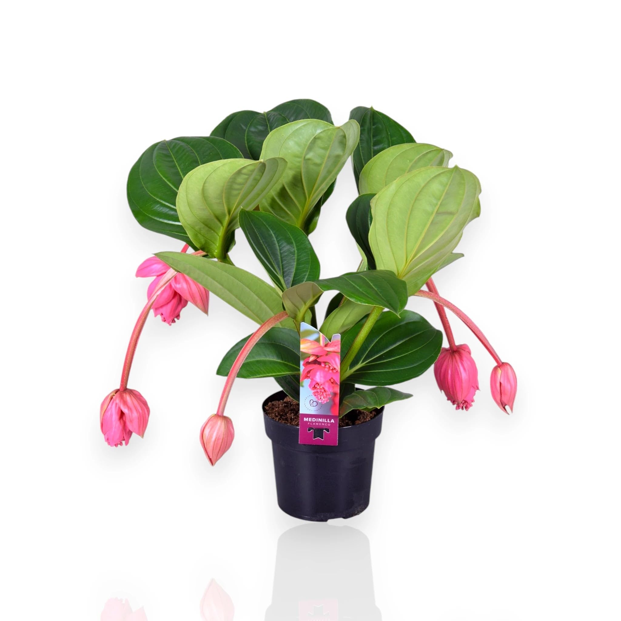 Medinilla Magnifica Pianta da Interno, Colore Rosa Intenso e Verde, 60 cm, Vaso 17