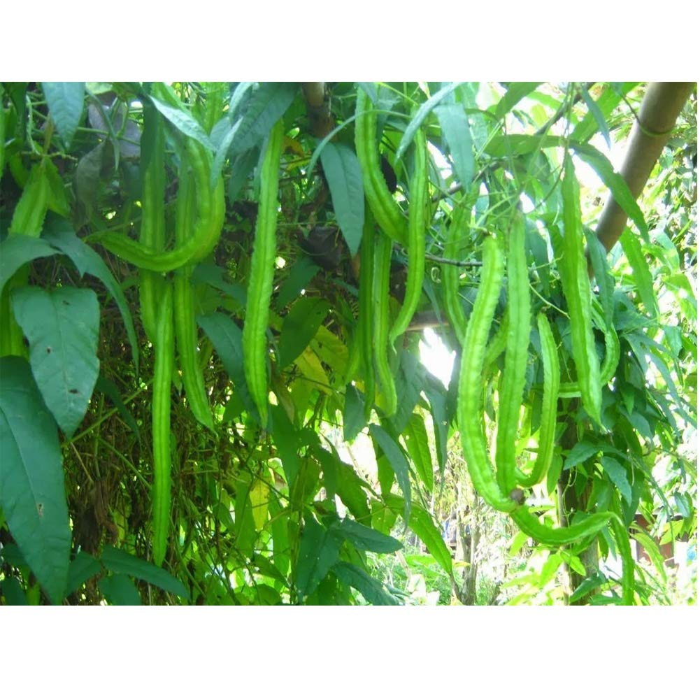 MOCRIS Frijol alado bonsai vegetal en maceta de alto brote: Amazon ...