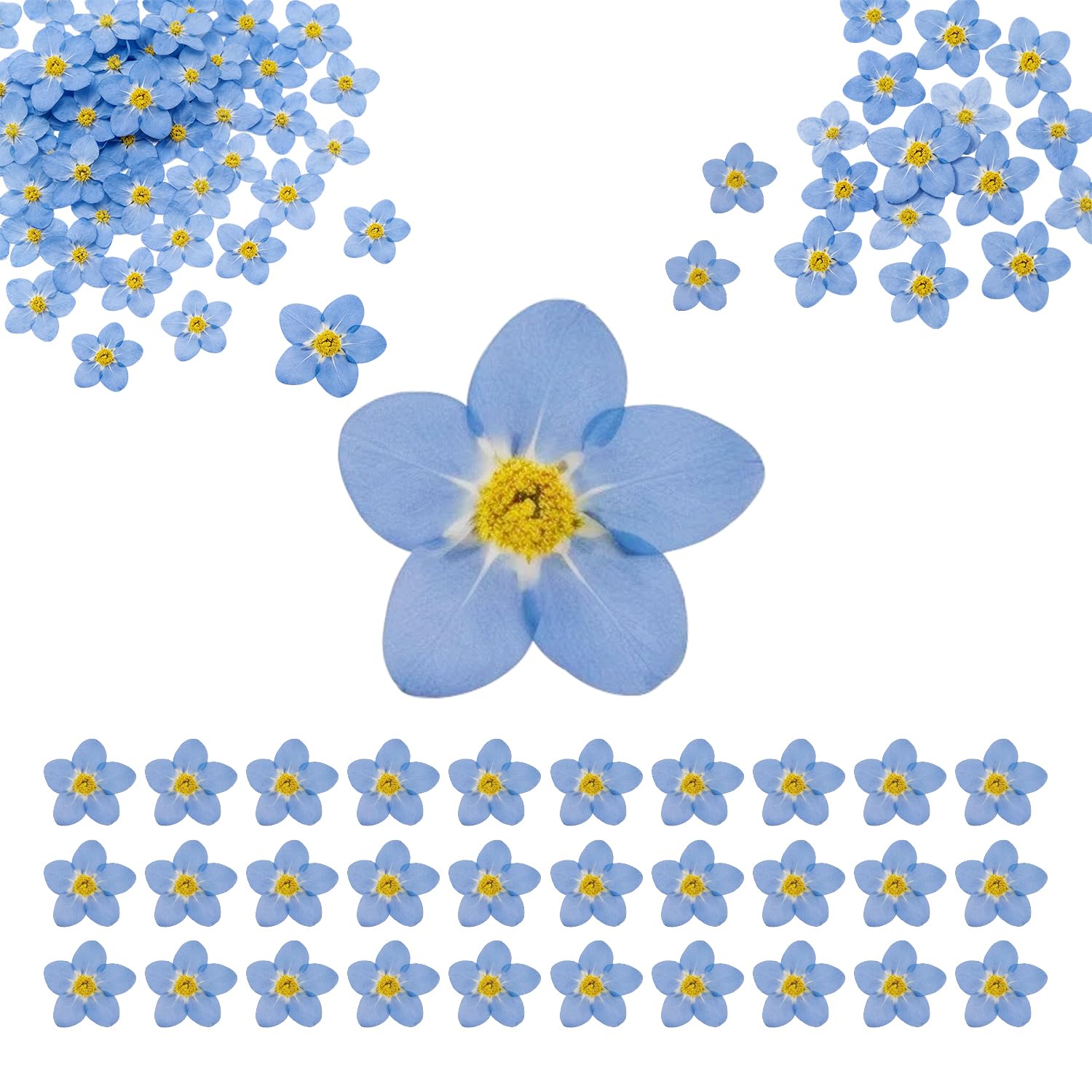 60 PCS Natural Forget Me Not Dried Flowers, Don't Forget Me Dried Real Pressed Flowers for Resin Scrapbooking DIY Art Jewellery Card Candle Soap Crafts Nail Decor, Don't Forget Me Dry Flower