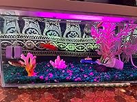 Review Image by Gittelle Gittelle